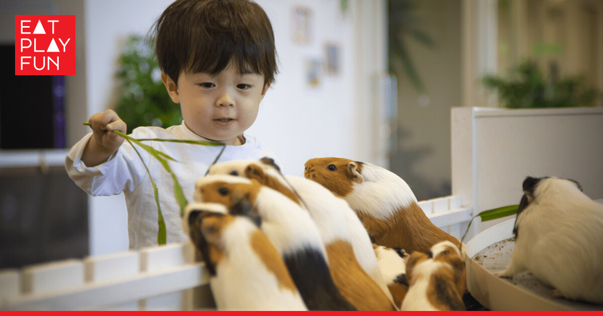 日本人氣室內動物園 Anitouch 近距離接觸14種超治癒小動物🦜